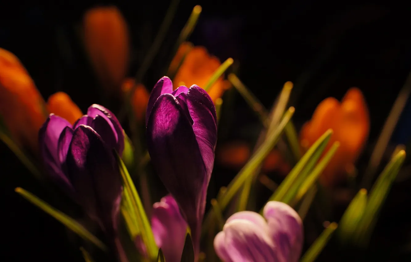 Photo wallpaper macro, flowers, nature