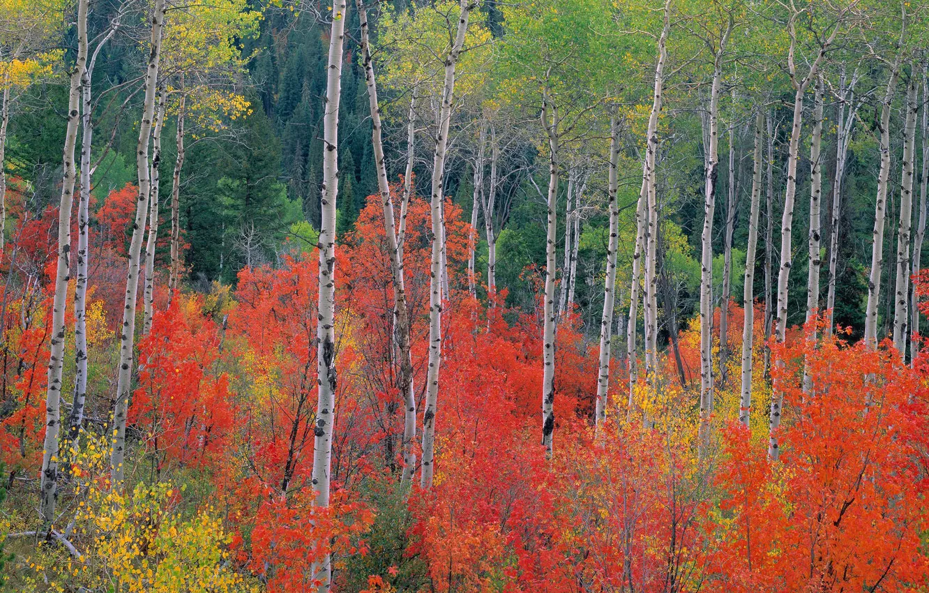 Photo wallpaper autumn, forest, leaves, trees, birch, aspen, the crimson