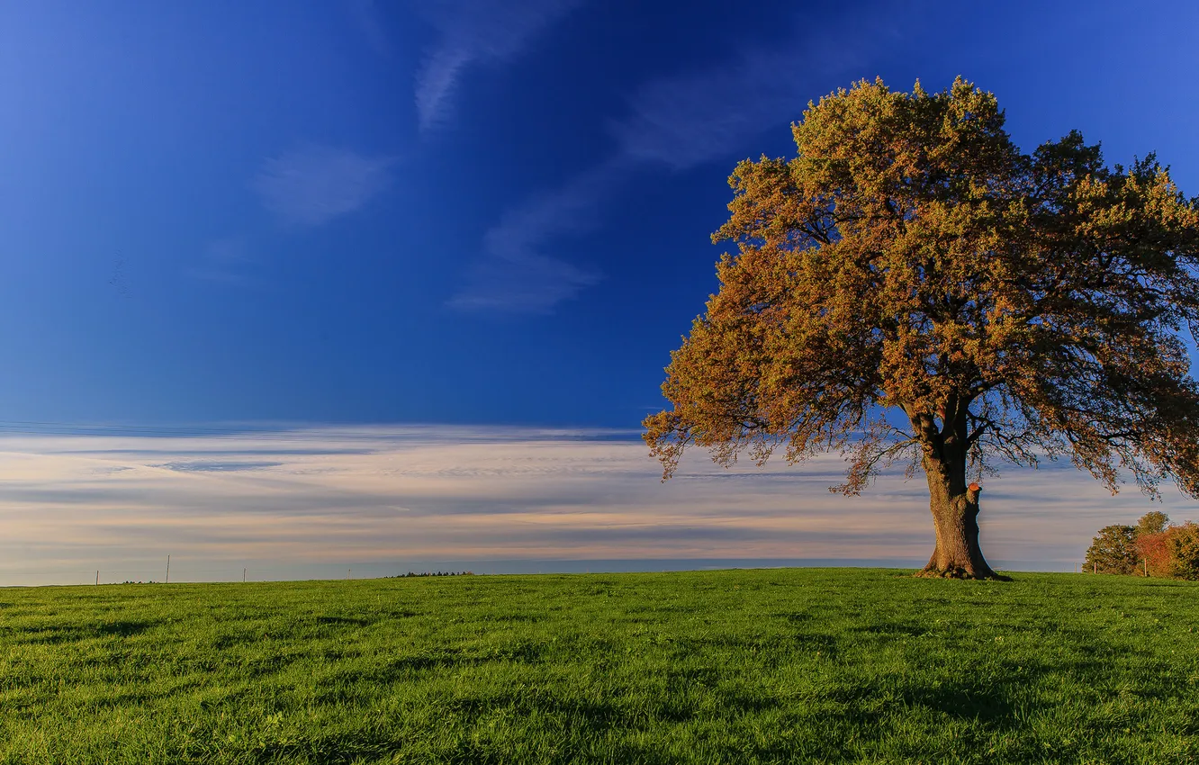 Photo wallpaper field, autumn, the sky, grass, clouds, trees