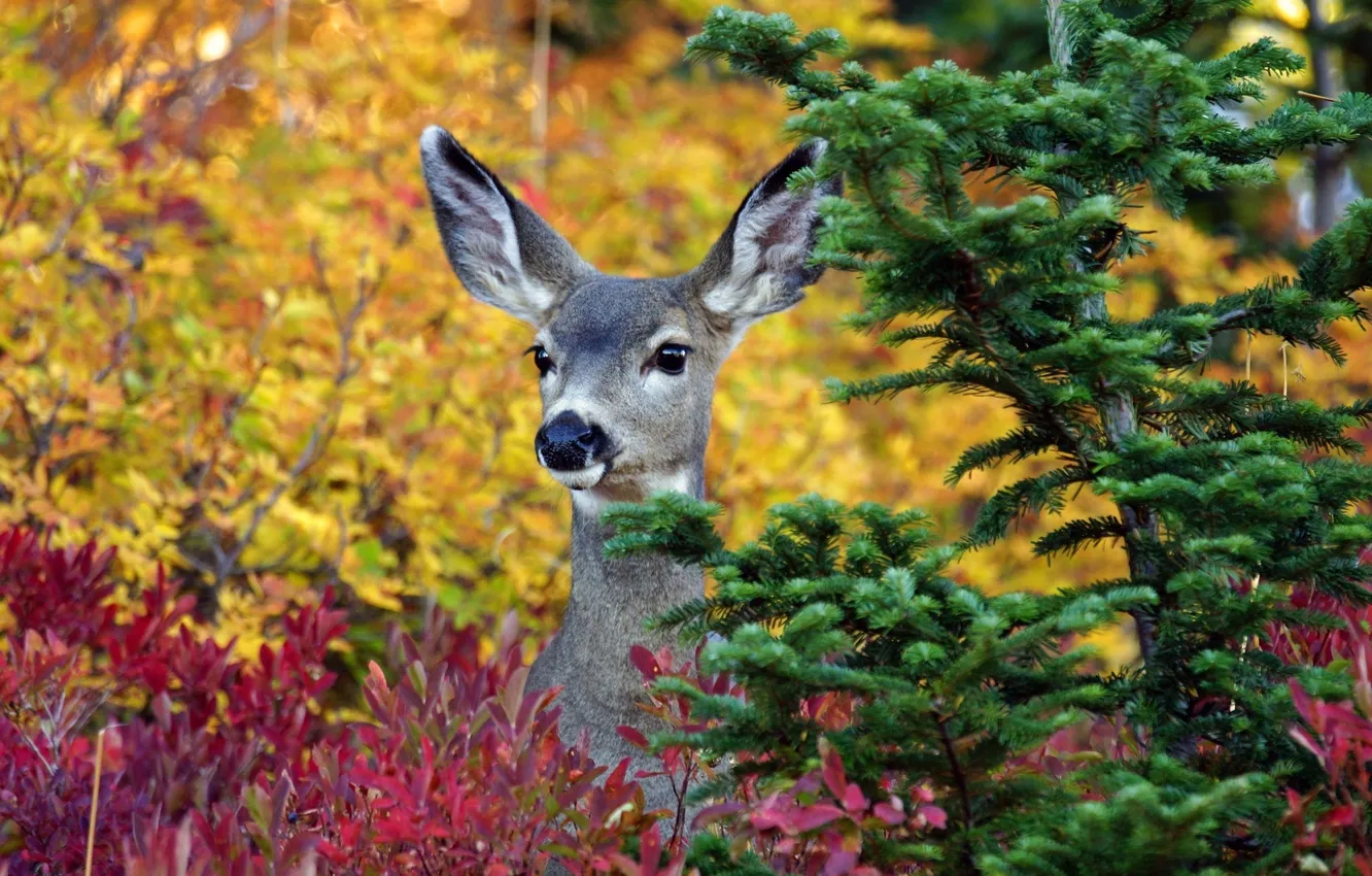 Photo wallpaper tree, animal, deer, ears