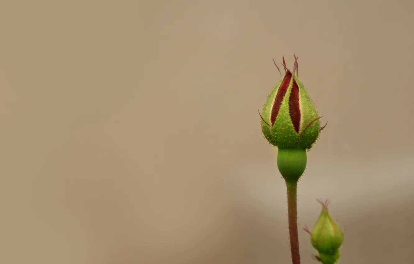 Photo wallpaper greens, macro, flowers, roses, minimalism, focus, buds