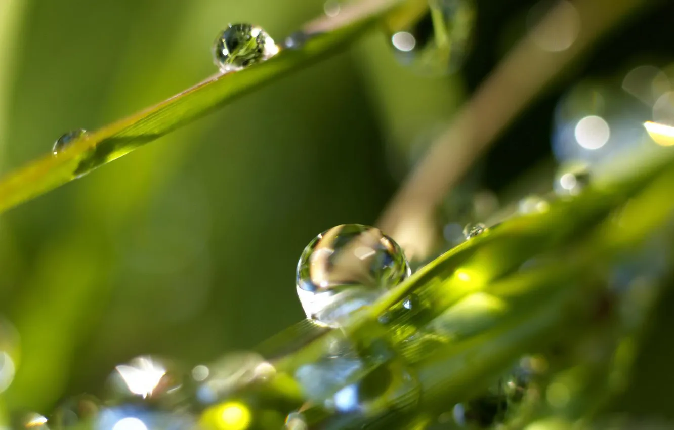 Photo wallpaper grass, nature, Rosa