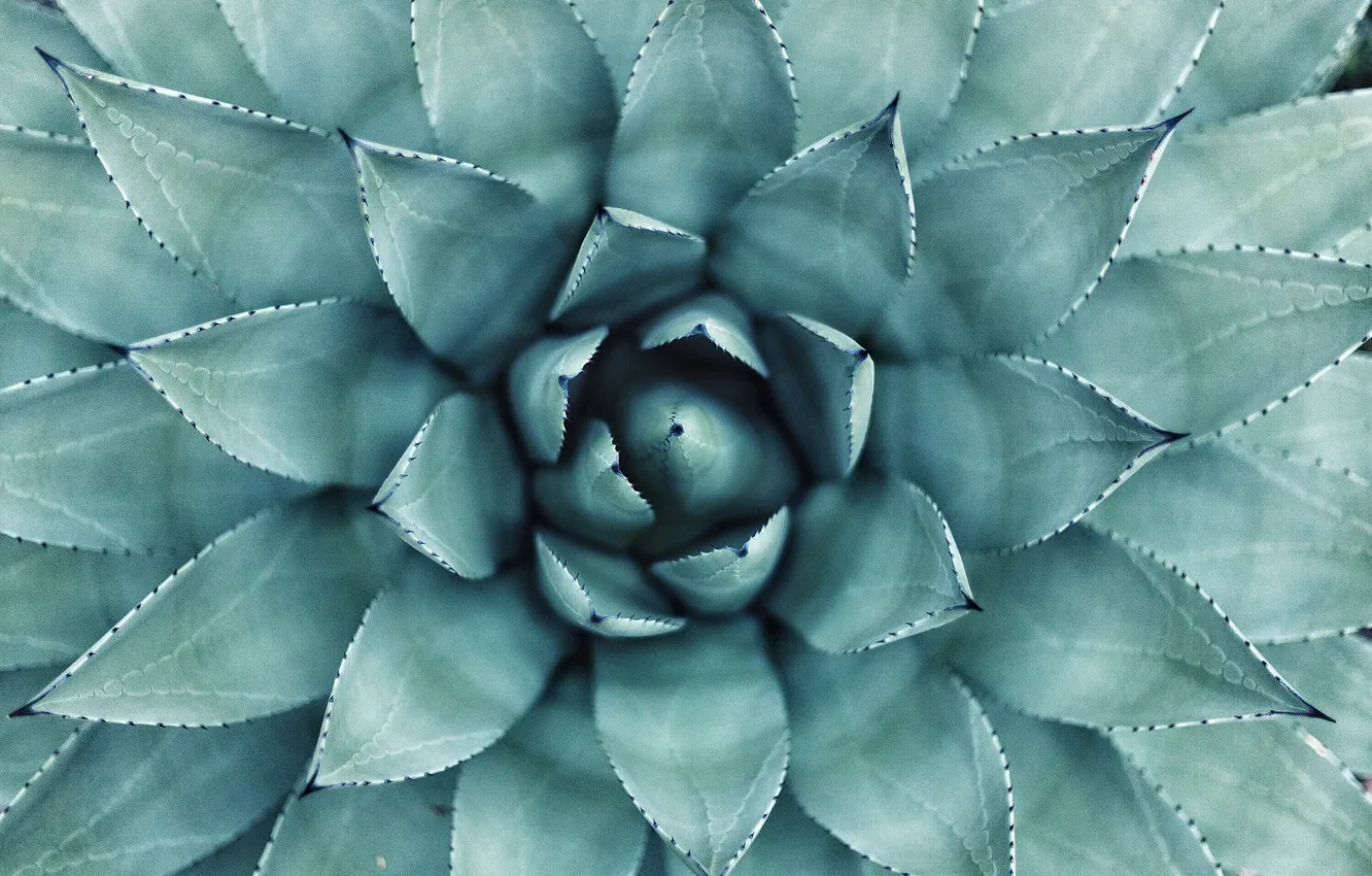 Photo wallpaper plant, shape, cactus, aloe vera