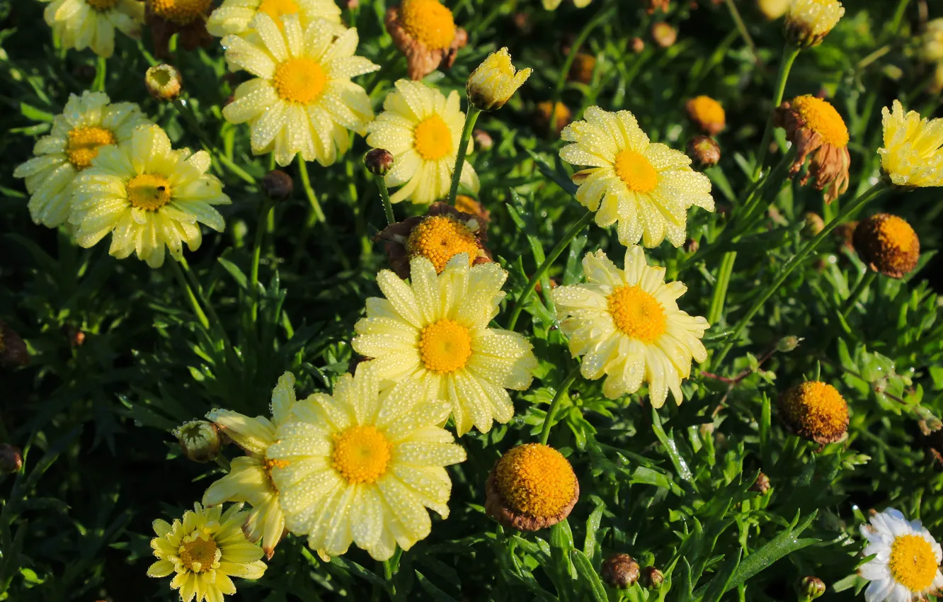 Photo wallpaper flower, yellow, garden, blooming