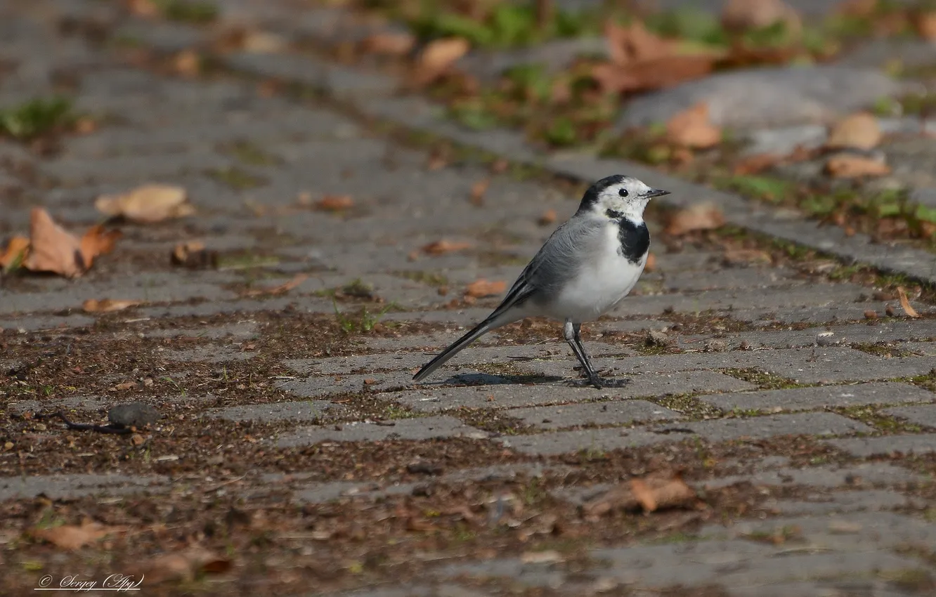 Photo wallpaper bird, photohunt, Wagtail