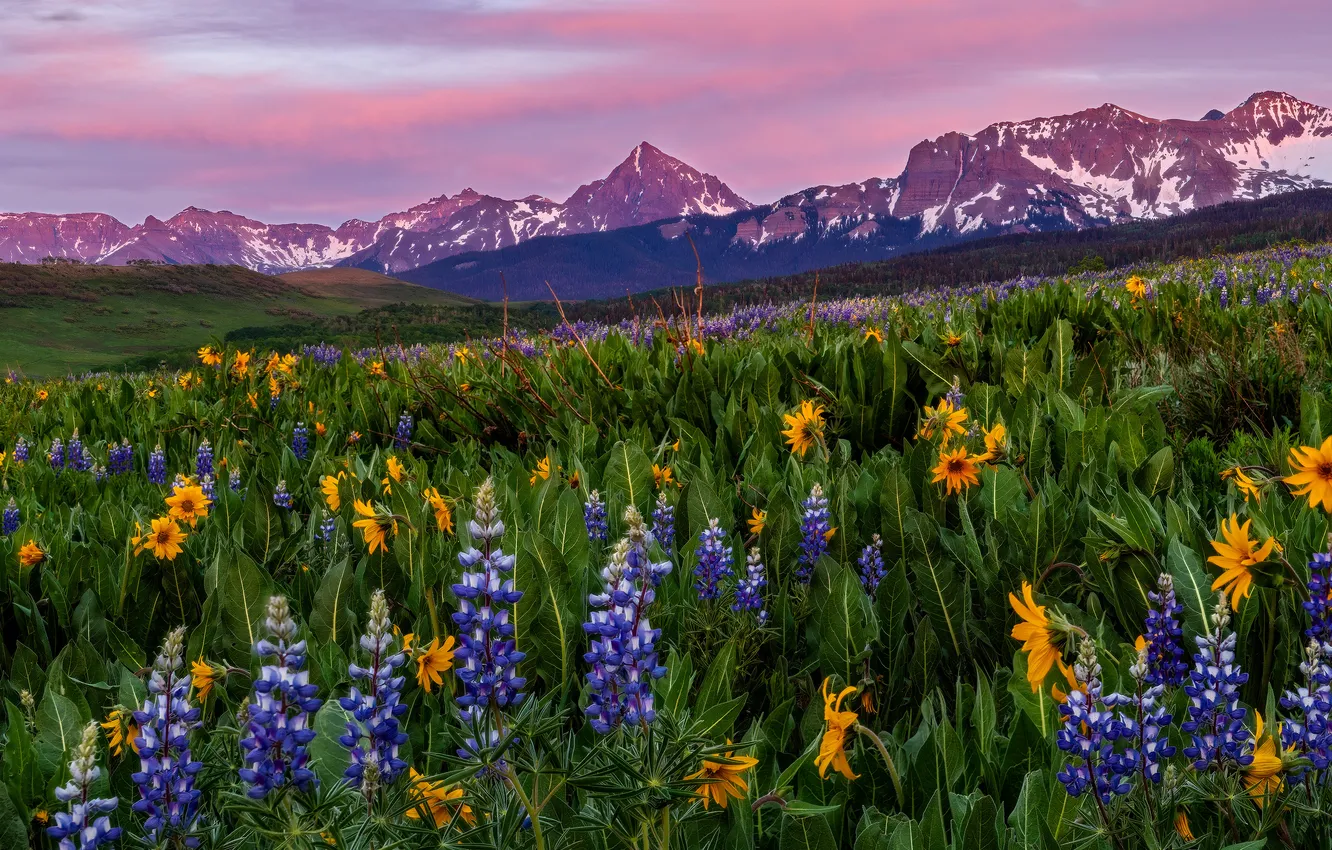 Photo wallpaper summer, flowers, mountains, yellow, meadow, field, lilac, lupins