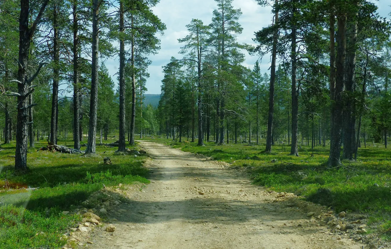 Photo wallpaper road, forest, Finland, Inari
