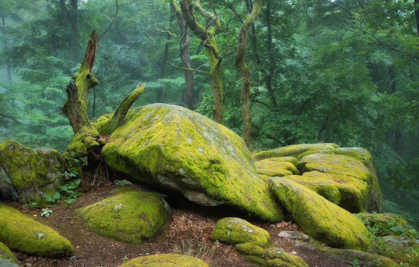 Photo wallpaper forest, stones, moss
