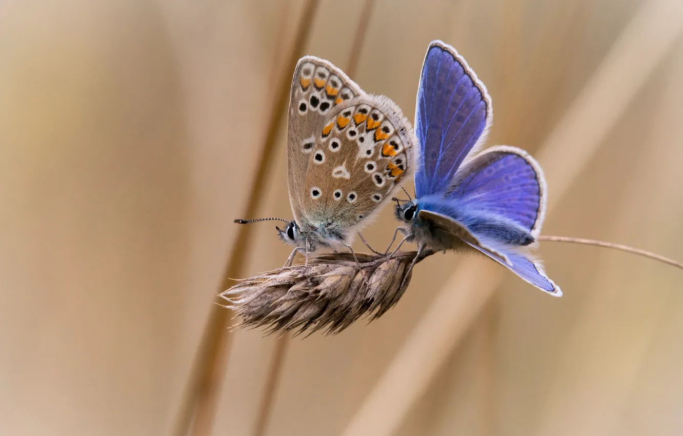 Photo wallpaper background, butterfly, two, spikelets
