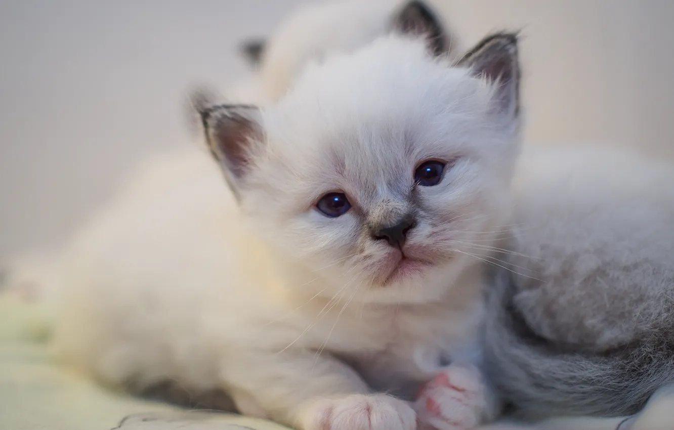 Photo wallpaper cat, white, look, sweetheart, portrait, baby, lies, kitty