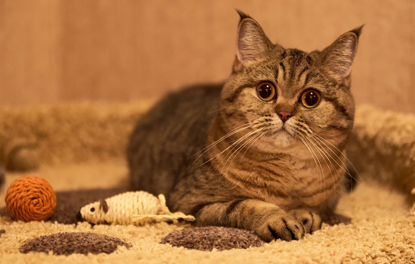Photo wallpaper cat, cat, look, comfort, toy, mouse, lies, Mat