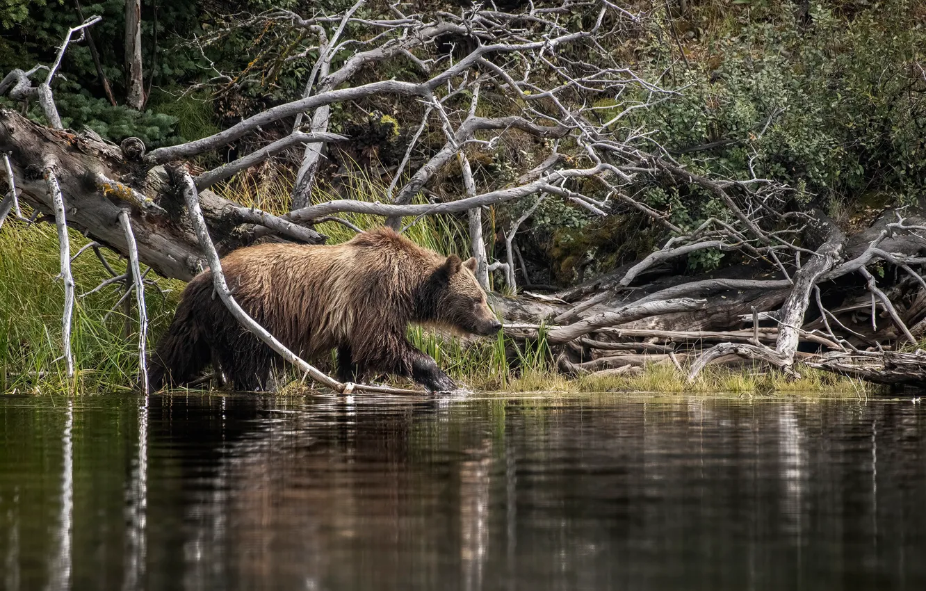 Photo wallpaper forest, branches, nature, pose, shore, bear, walk, pond