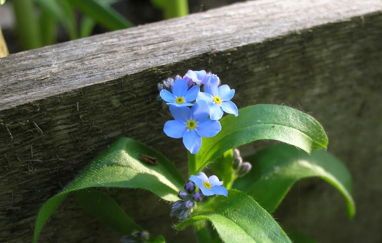 Photo wallpaper summer, flower macro, forget-me-nots