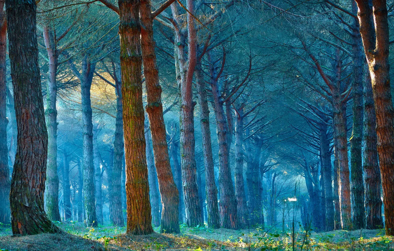 Photo wallpaper forest, rays, fog, blue, trunk, pine, Wallpaper from lolita777