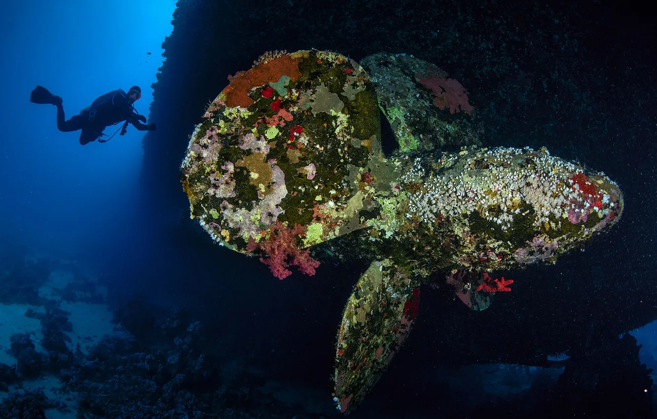 Photo wallpaper the diver, under water, huge fish, PEREPECHAEV PAVEL, Salem Express