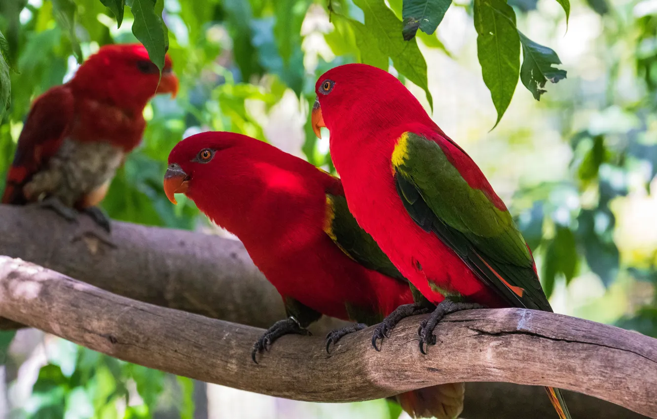 Photo wallpaper leaves, birds, branches, tree, parrot, red, parrots, a couple
