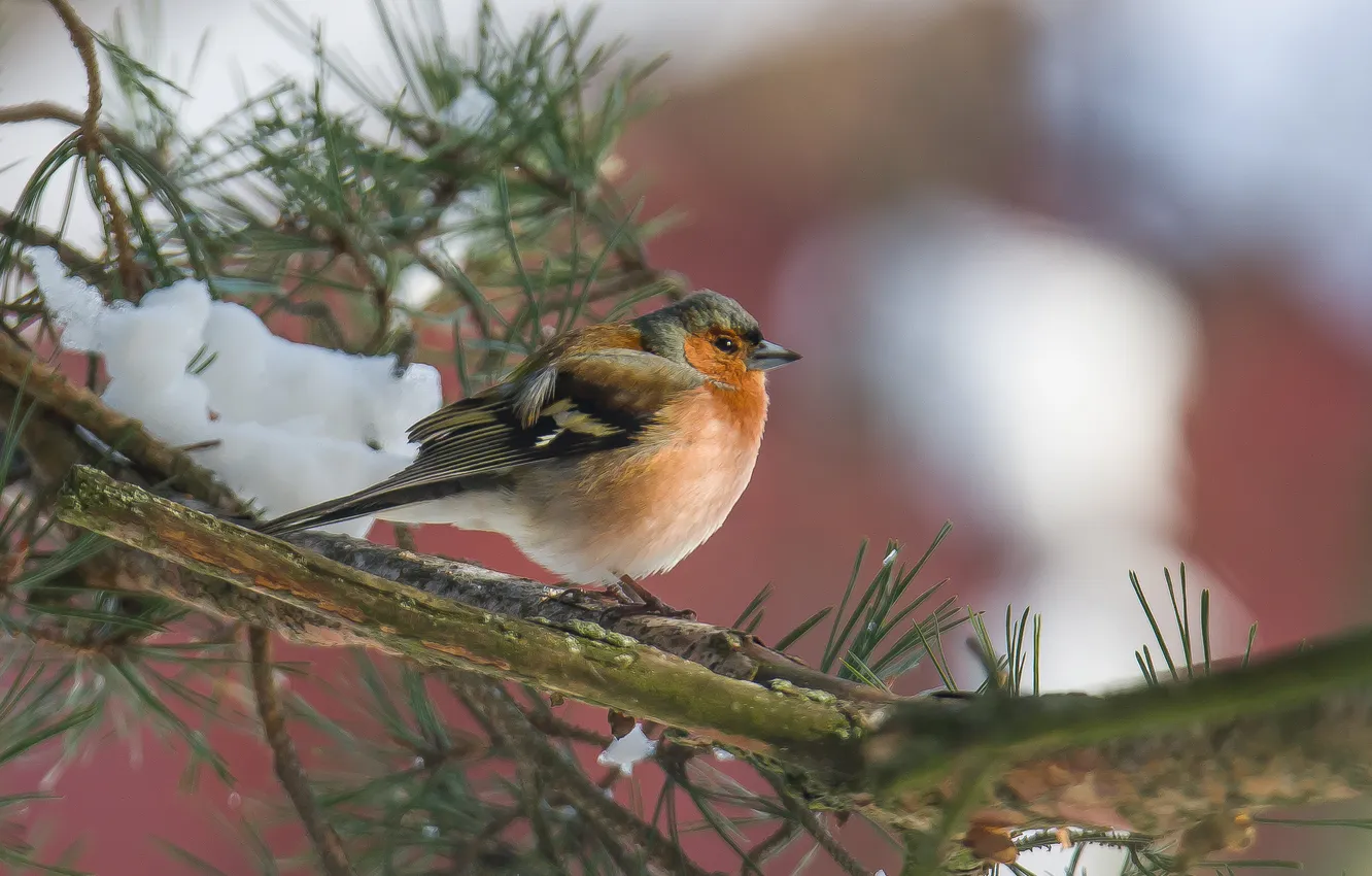 Photo wallpaper nature, bird, Nikon, Chaffinch, photohunt
