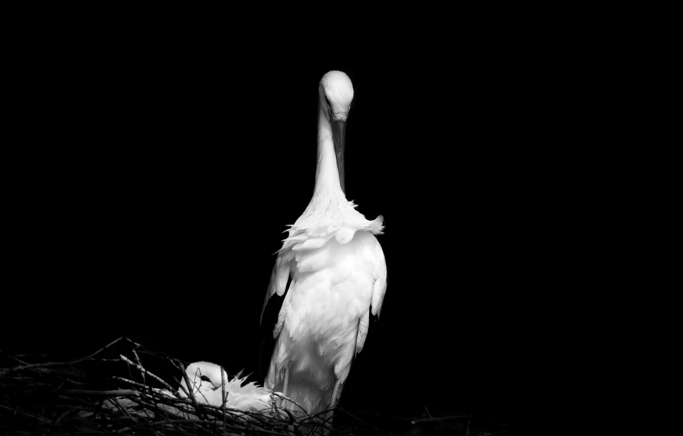 Photo wallpaper bird, socket, stork