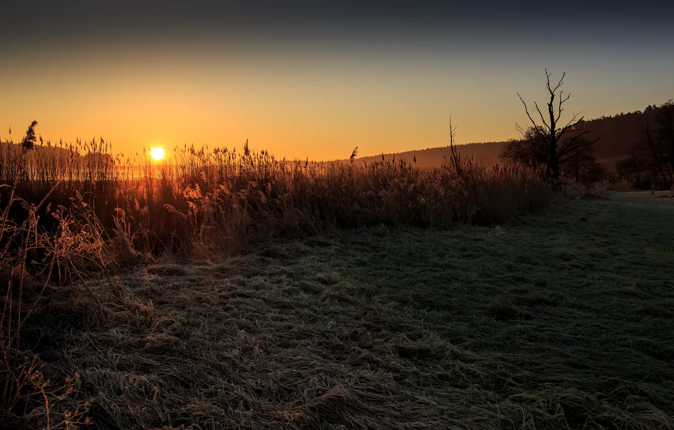 Photo wallpaper field, the sun, nature, dawn
