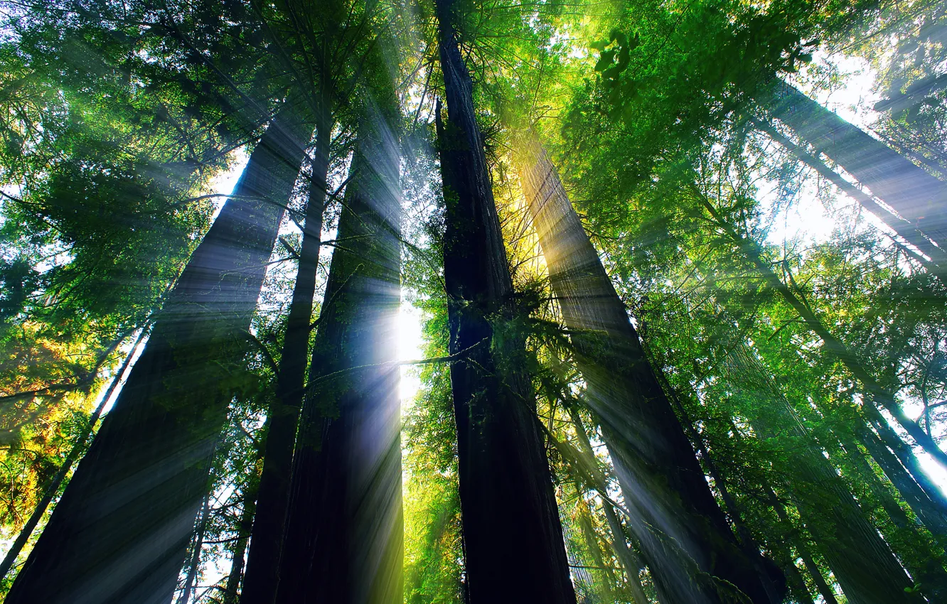 Photo wallpaper forest, summer, rays, light, CA, USA, August