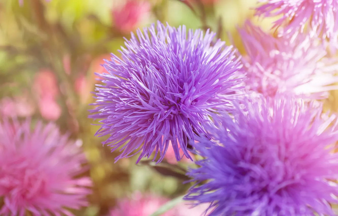 Photo wallpaper flowers, background, petals, garden, gentle, pink, lilac, asters
