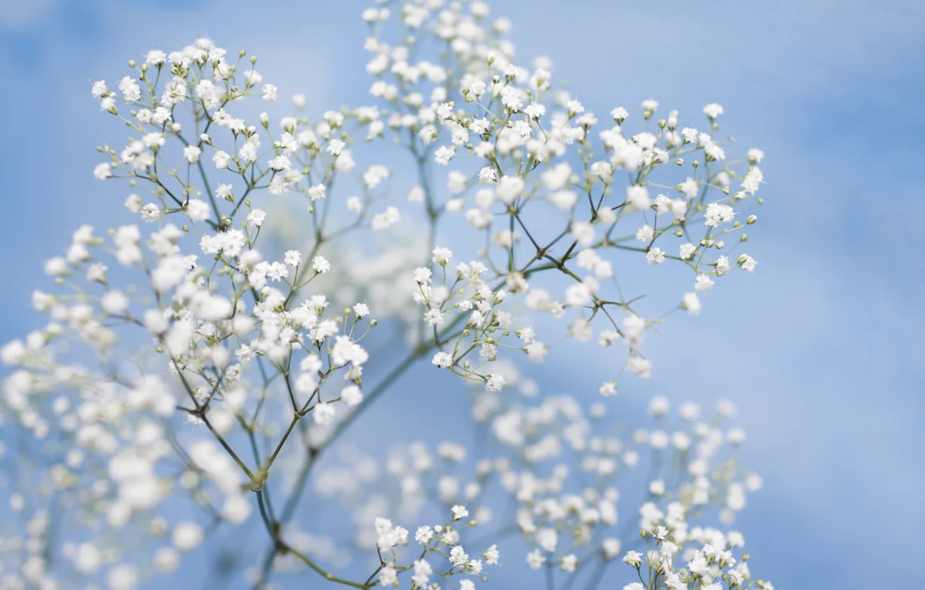 Photo wallpaper flowers, tenderness, picture, blue background, bokeh, gypsophila, white flowers