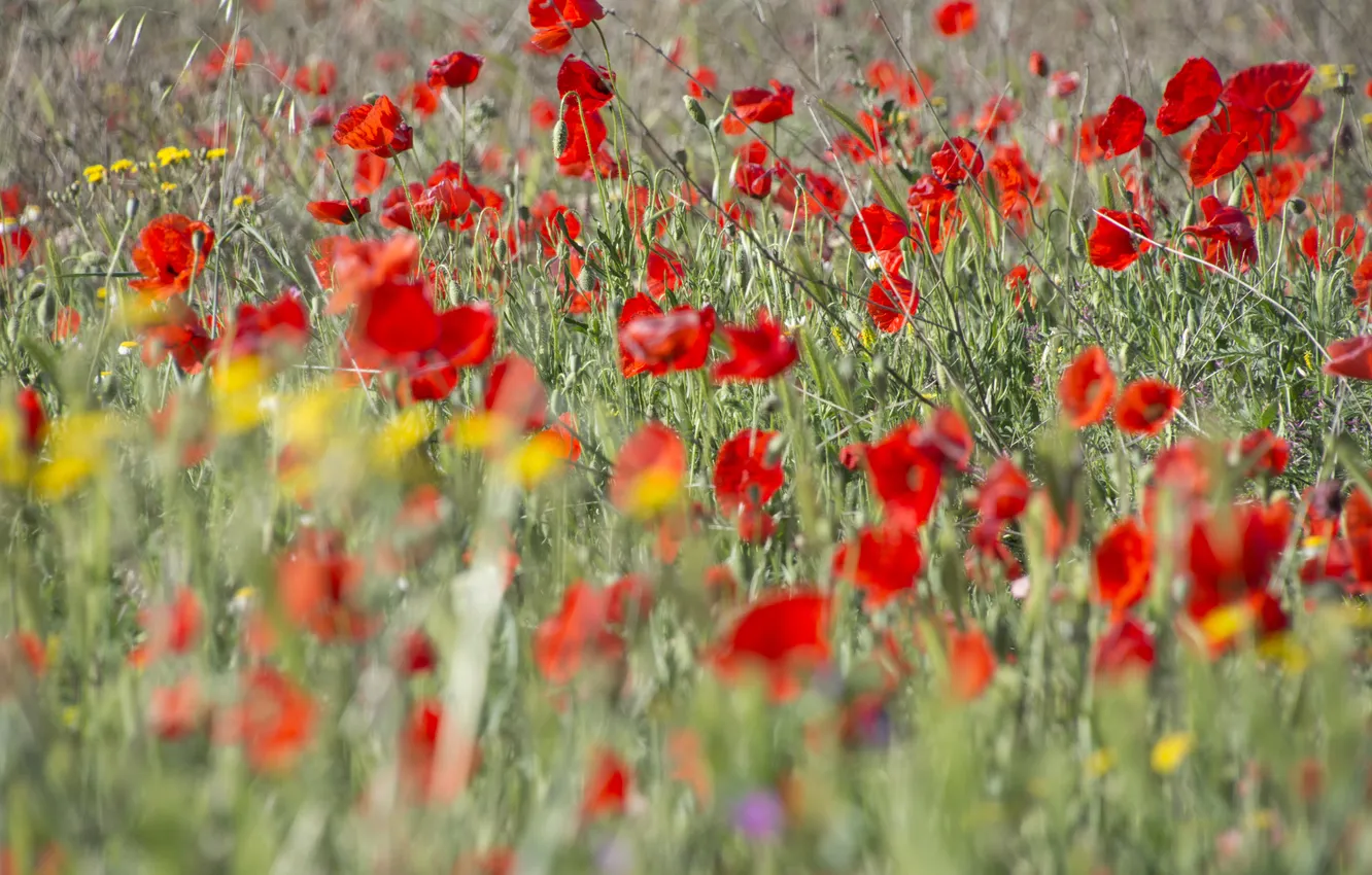 Photo wallpaper greens, summer, light, flowers, Maki, blur, meadow, red