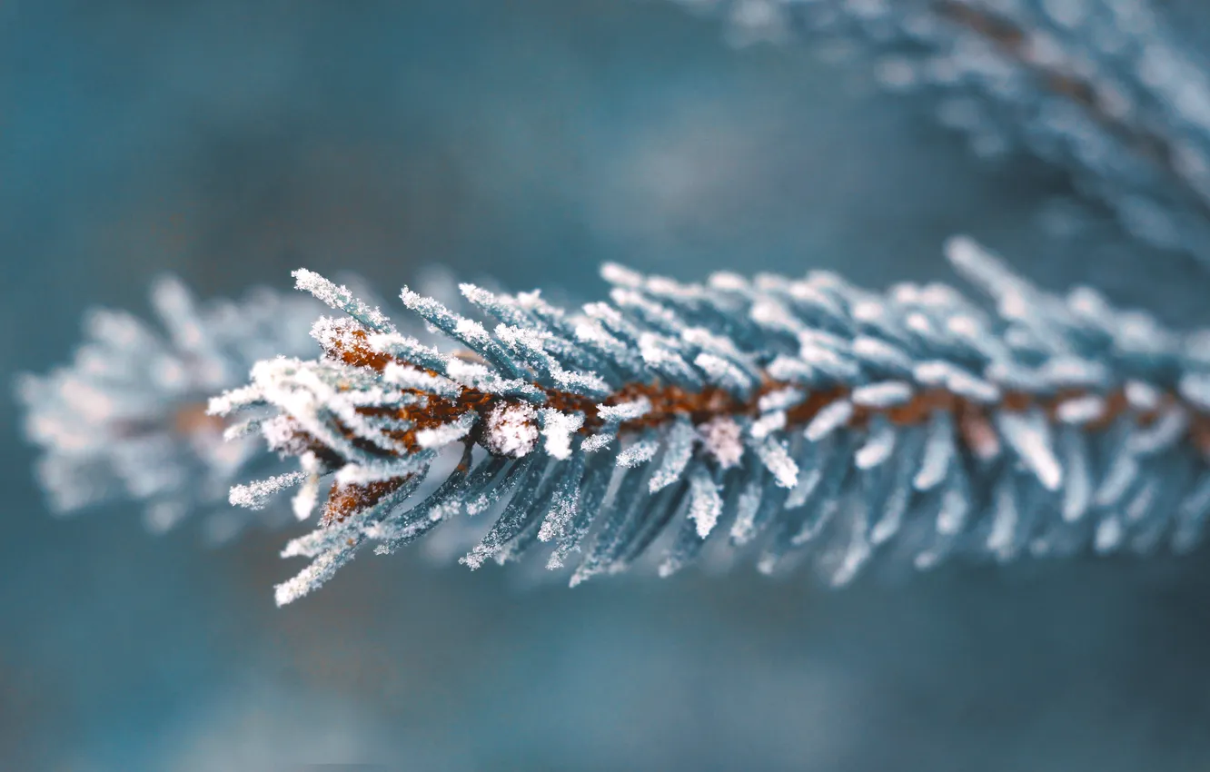 Photo wallpaper spruce, twig, hoarfrost