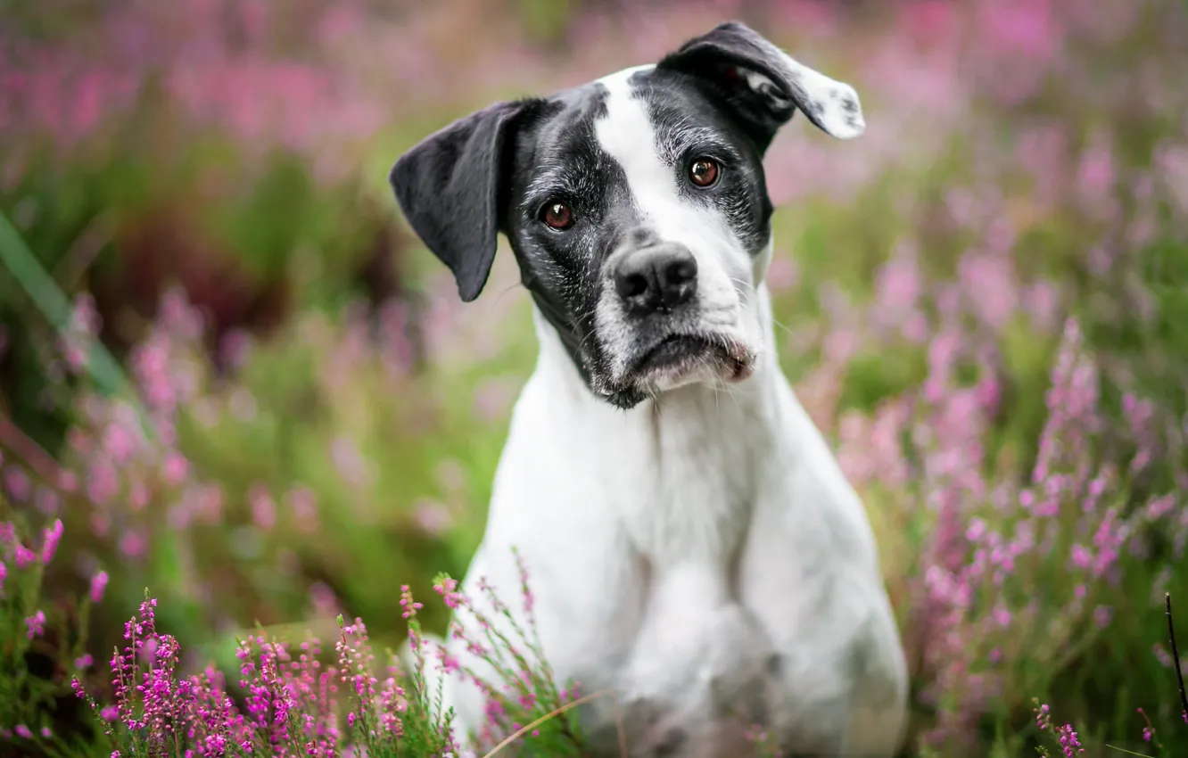 Photo wallpaper look, face, flowers, nature, black and white, portrait, dog, pink