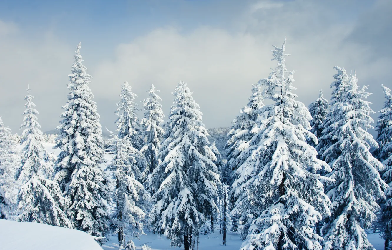 Photo wallpaper winter, forest, the sky, clouds, nature, positive, beautiful