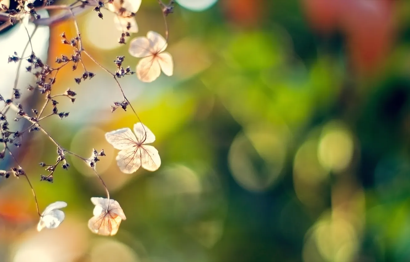 Photo wallpaper macro, flowers, nature