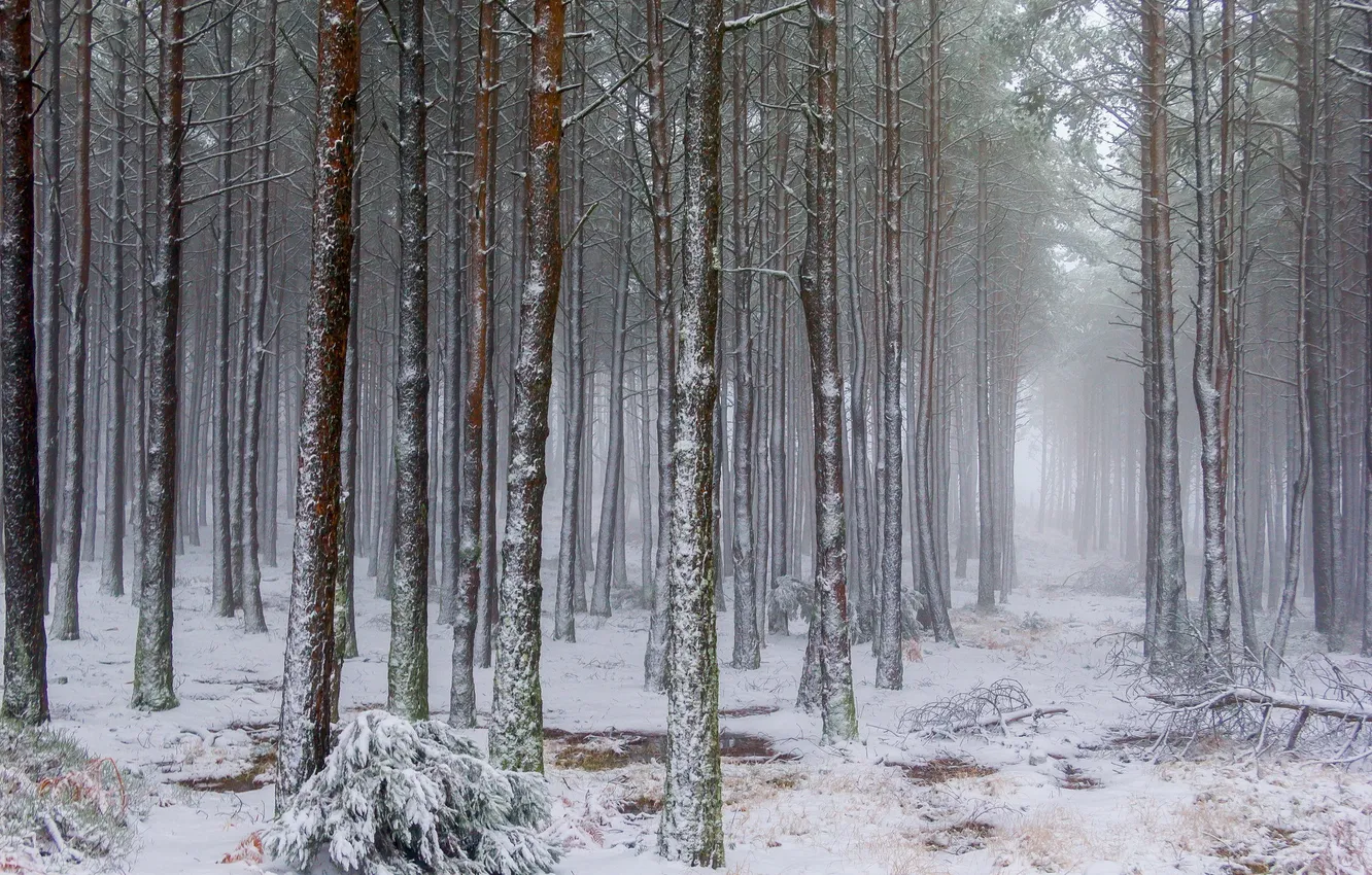 Photo wallpaper winter, forest, nature