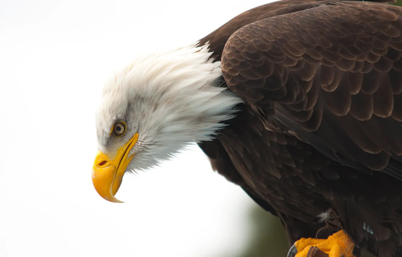 Photo wallpaper eye, wildlife, bald eagle, beak, hunting