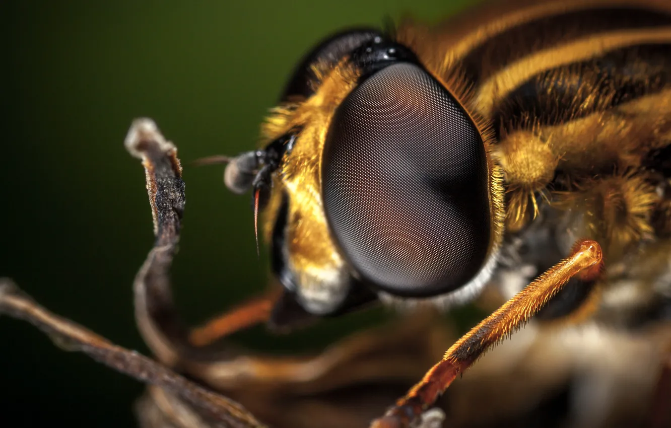 Photo wallpaper eyes, macro, bee, insect, close-up, beautiful, macro, insect