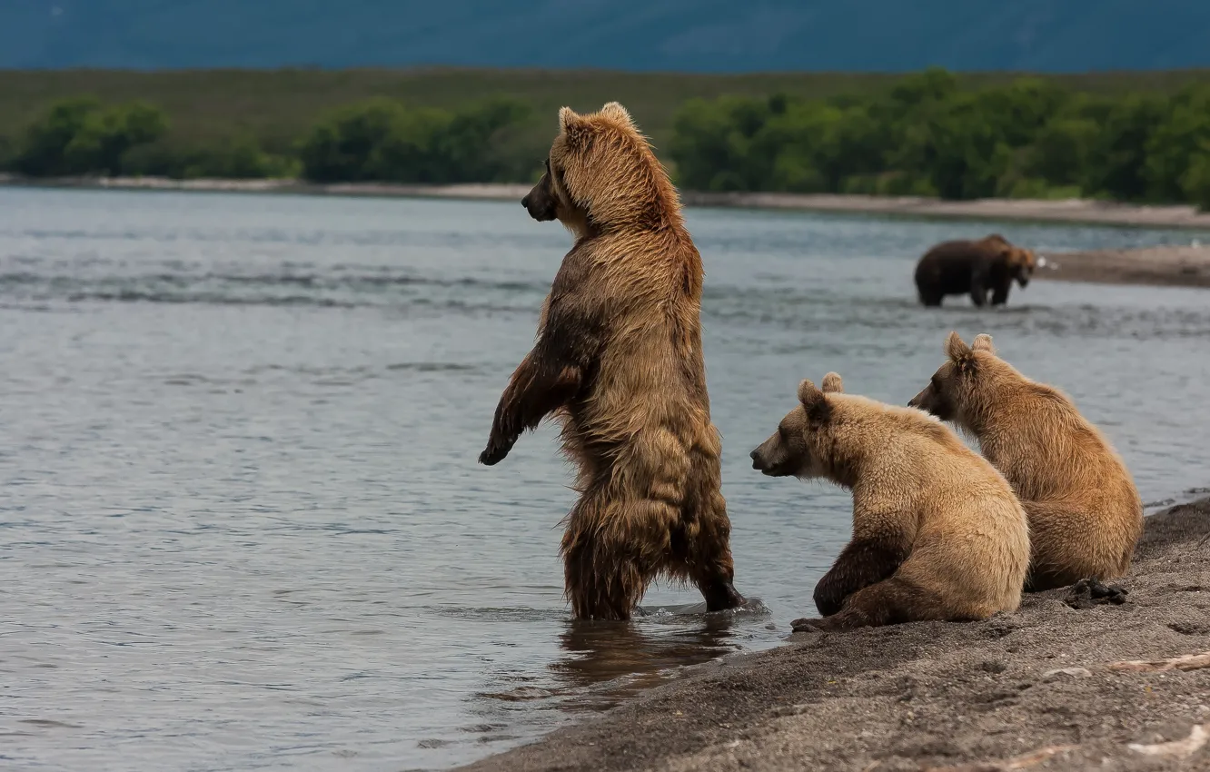 Photo wallpaper shore, bear, Kamchatka, Kuril lake