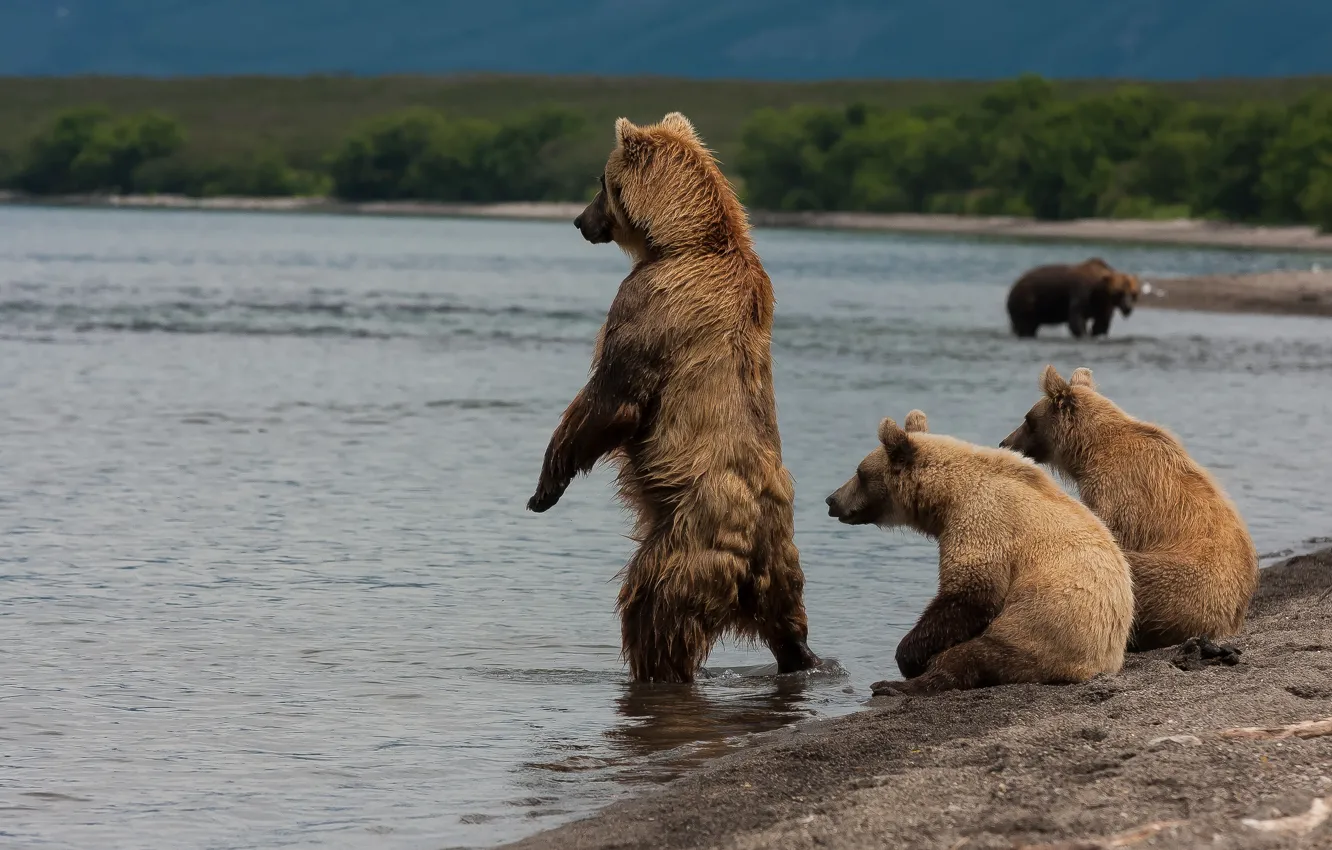 Photo wallpaper shore, bears, Kamchatka, Kuril lake