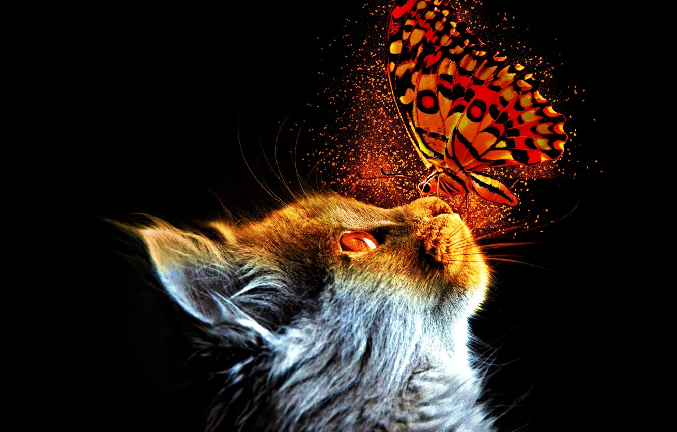 Photo wallpaper fantasy, cat, butterfly, animal, pet
