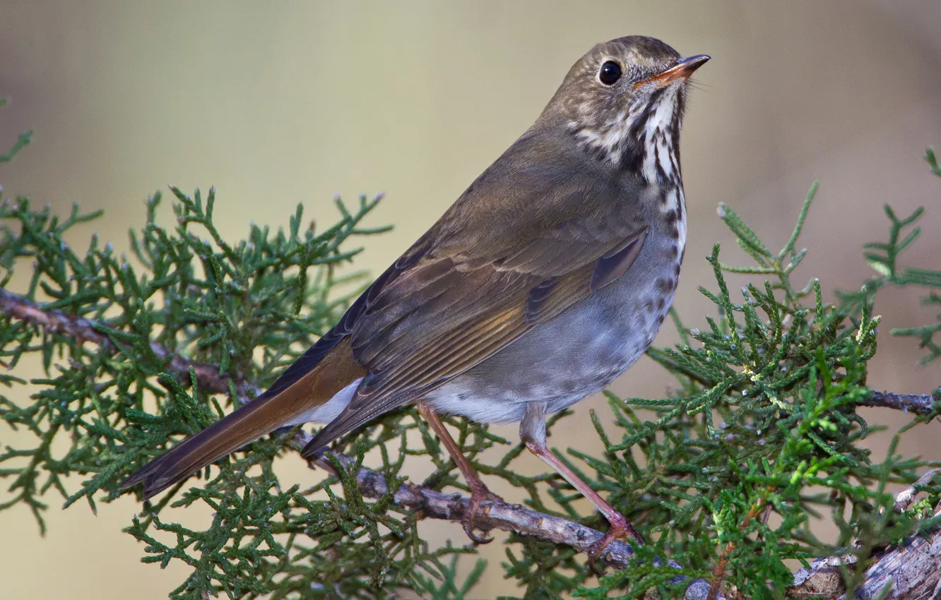 Photo wallpaper bird, branch, beak, tail, hermit thrush