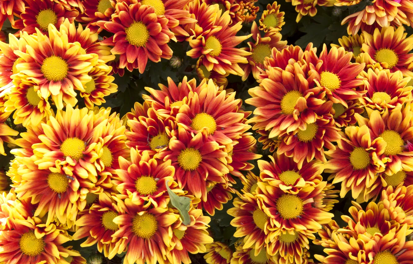 Photo wallpaper summer, flowers, flowering, chrysanthemum