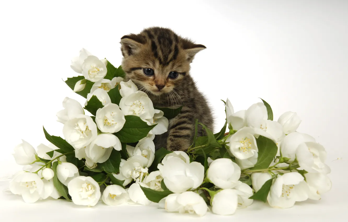 Photo wallpaper cat, leaves, flowers, kitty, grey, bouquet, spring, baby