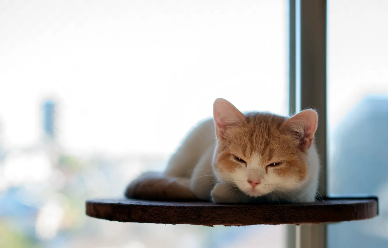 Photo wallpaper cat, stay, torode