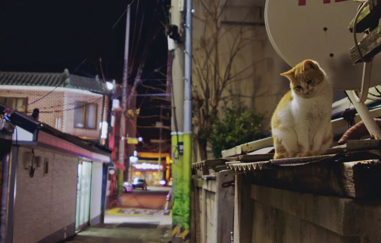 Photo wallpaper cat, cat, red cat, cute cat, outdoor cat, street night, cat on the roof