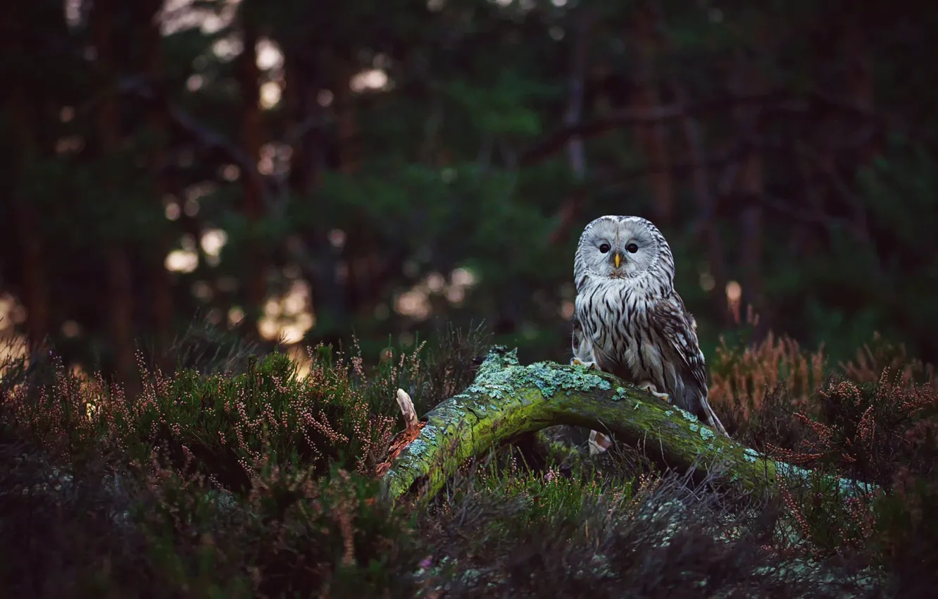 Photo wallpaper forest, look, branches, green, glare, the dark background, background, owl