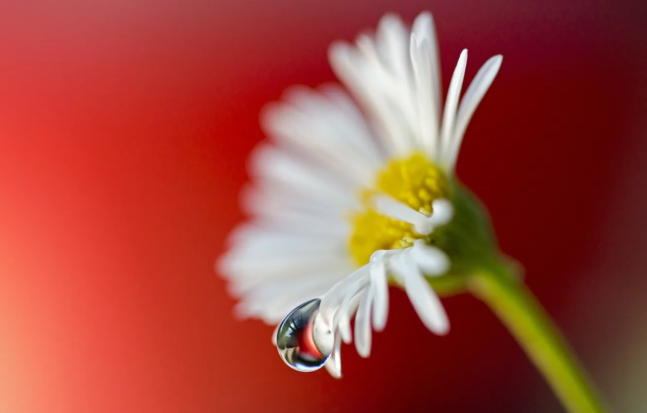 Photo wallpaper drops, macro, flowers, chamomile, petals