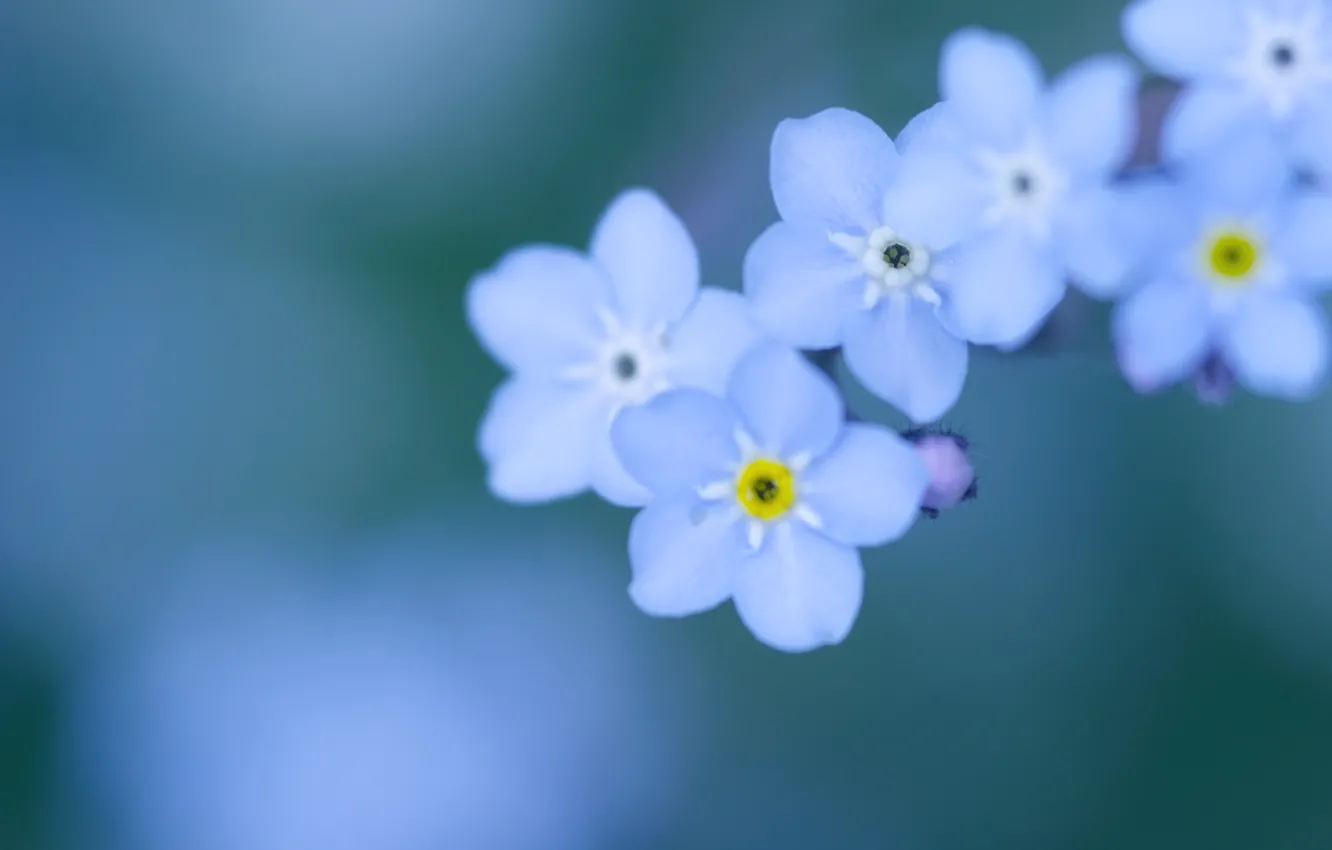 Photo wallpaper macro, flowers, background, tenderness, color, petals, blur, blue