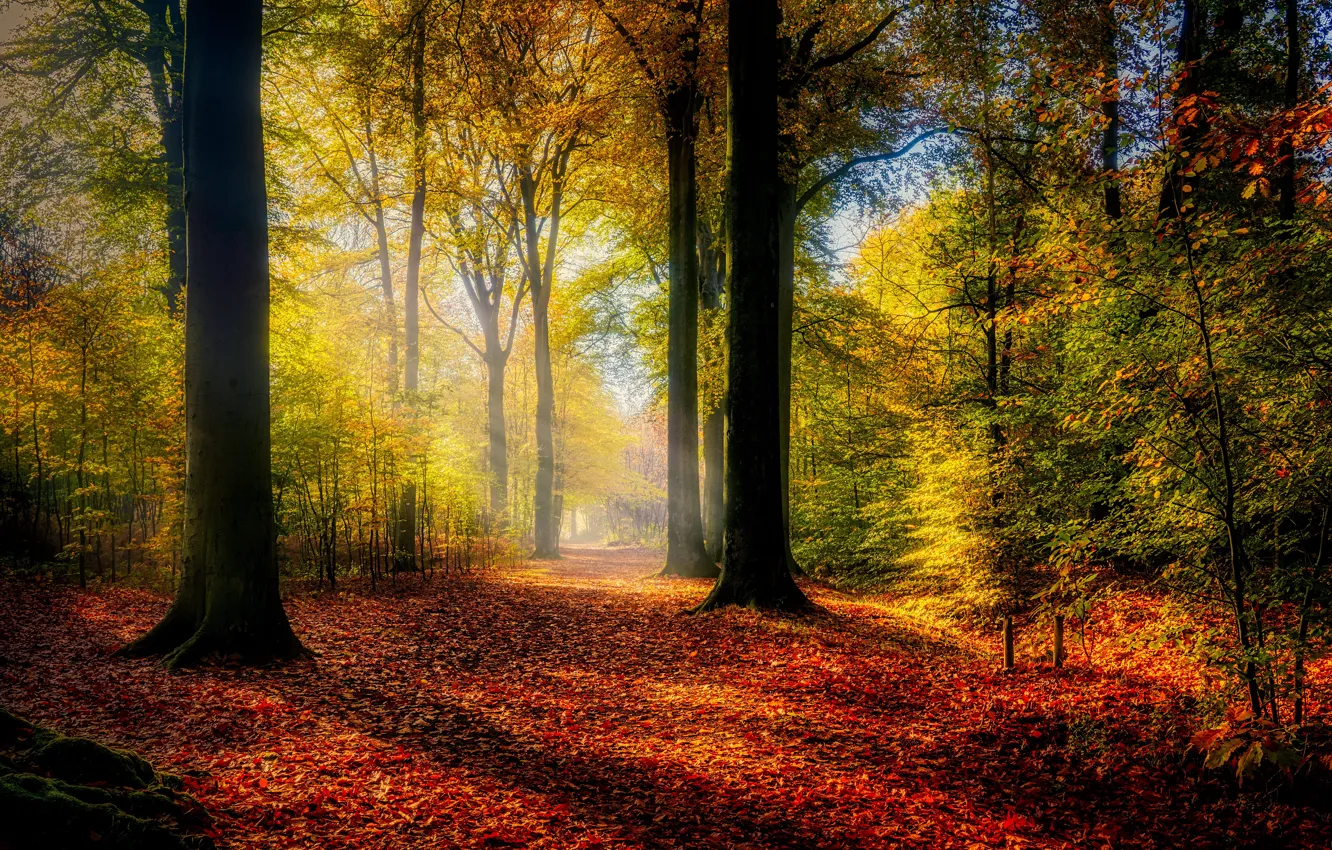 Photo wallpaper autumn, forest, light, trees, fog, Park, foliage, shadow