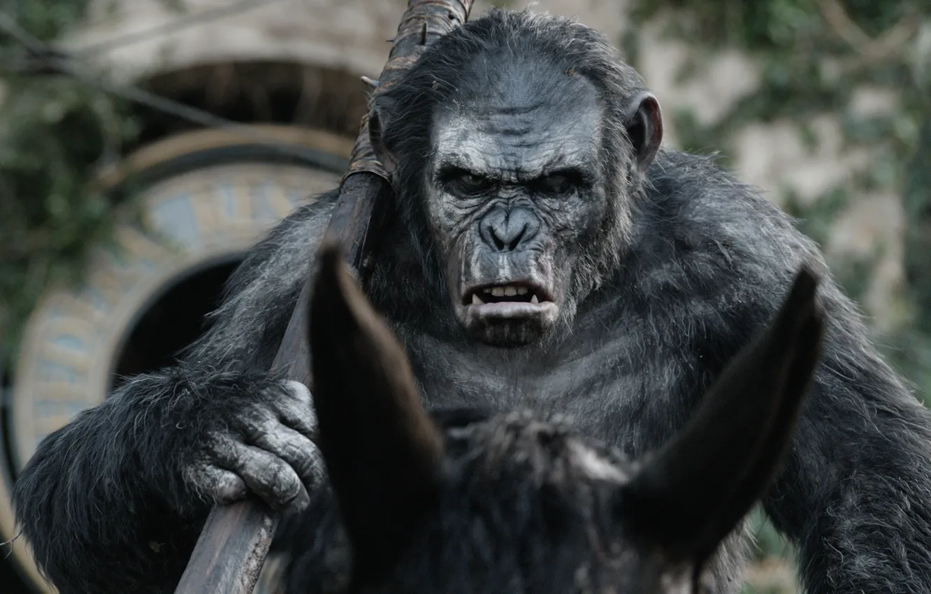 Photo wallpaper horse, monkey, Planet of the apes: the Revolution, Dawn of the Planet of the Apes