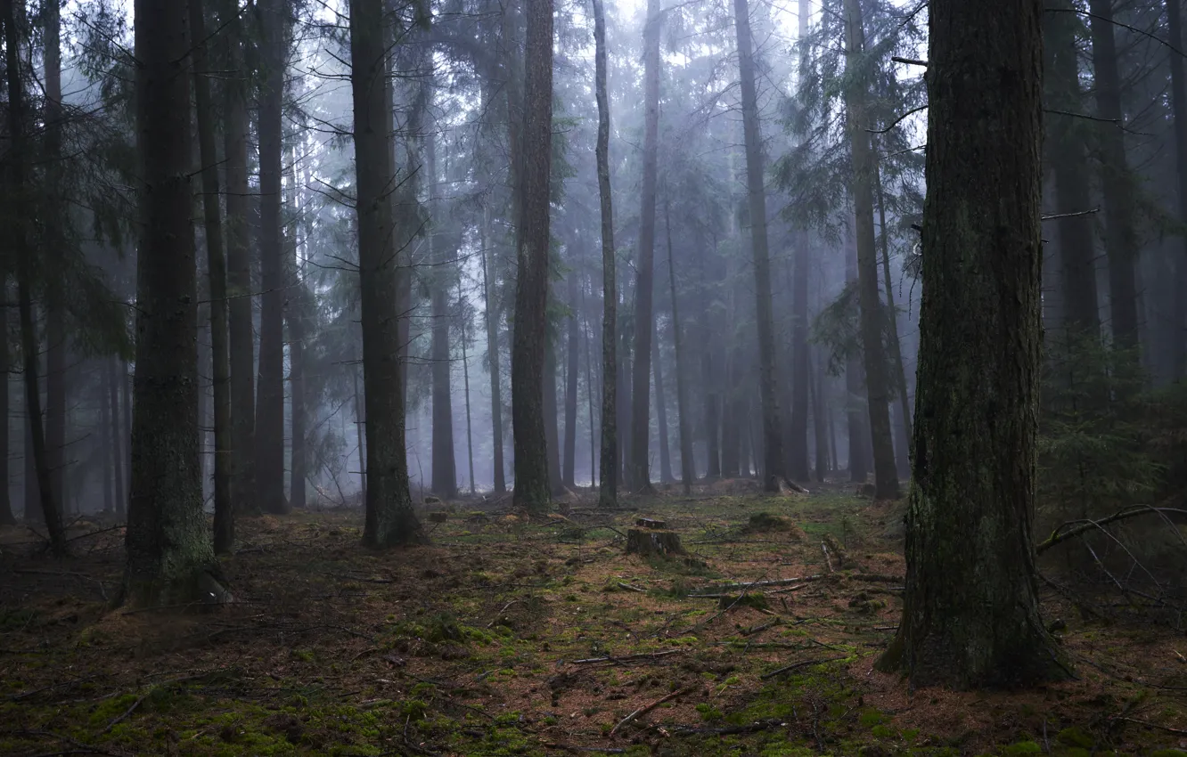 Photo wallpaper forest, trees, nature, fog