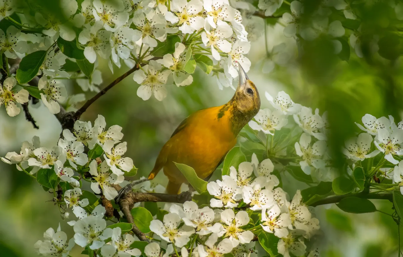 Photo wallpaper look, trees, flowers, branches, yellow, pose, bird, spring