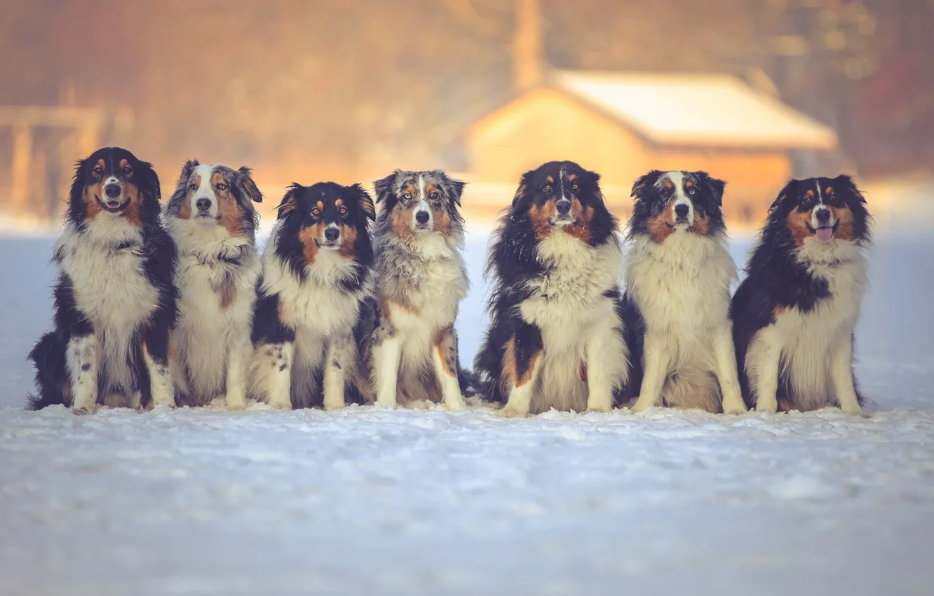Photo wallpaper winter, dogs, friends, Australian shepherd